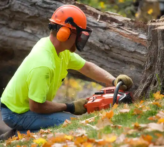 tree services Cut Off